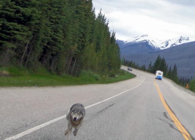 wolf-chase
